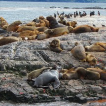 Next island - with Sea Lions and Cormorants